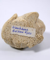 Whalebone walrus Alaskan Eskimo-Inuit ALI00602-6
